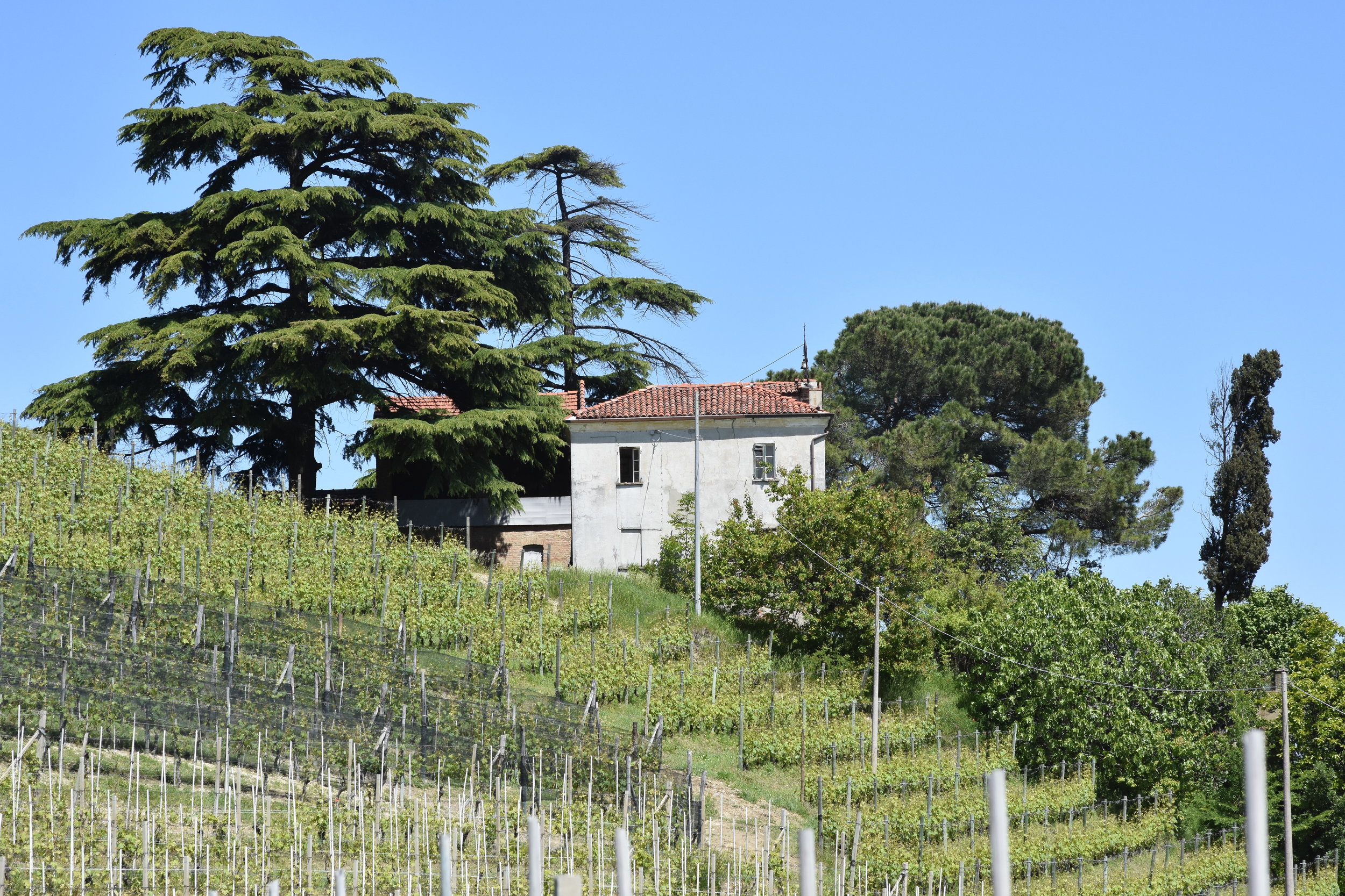  Cannubi Vineyard - Barolo 