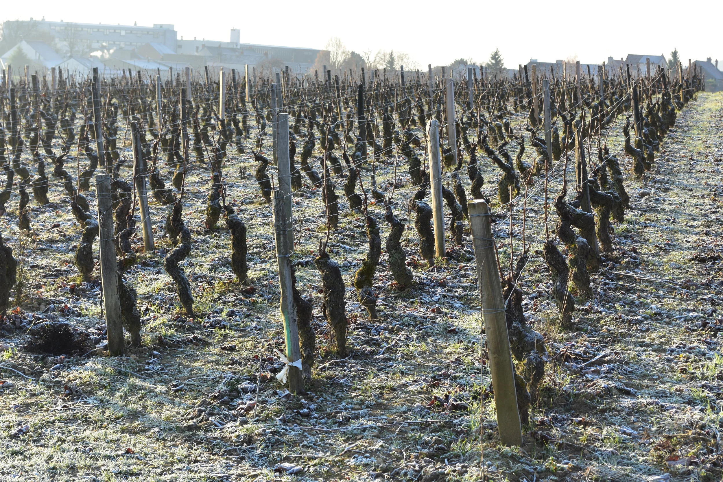  Clos de Chapitre in Fixin&nbsp; 