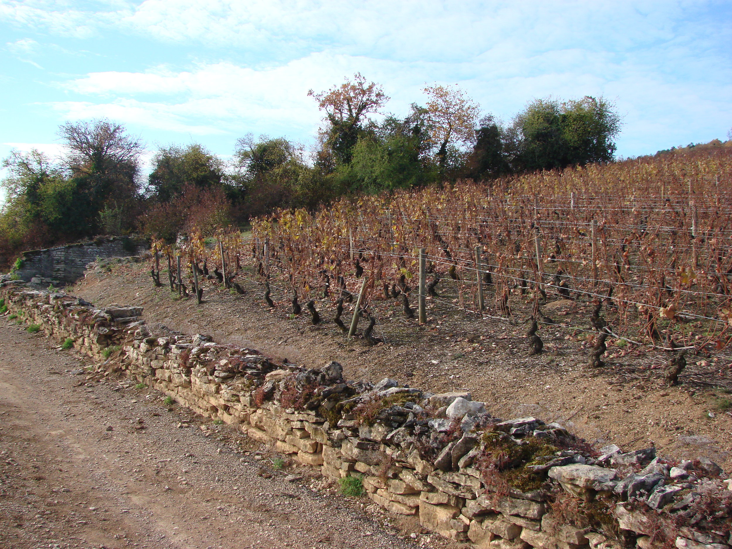  Ponsot's vines at bottom of Mont Luissants / Clos de La Roche / 2007 