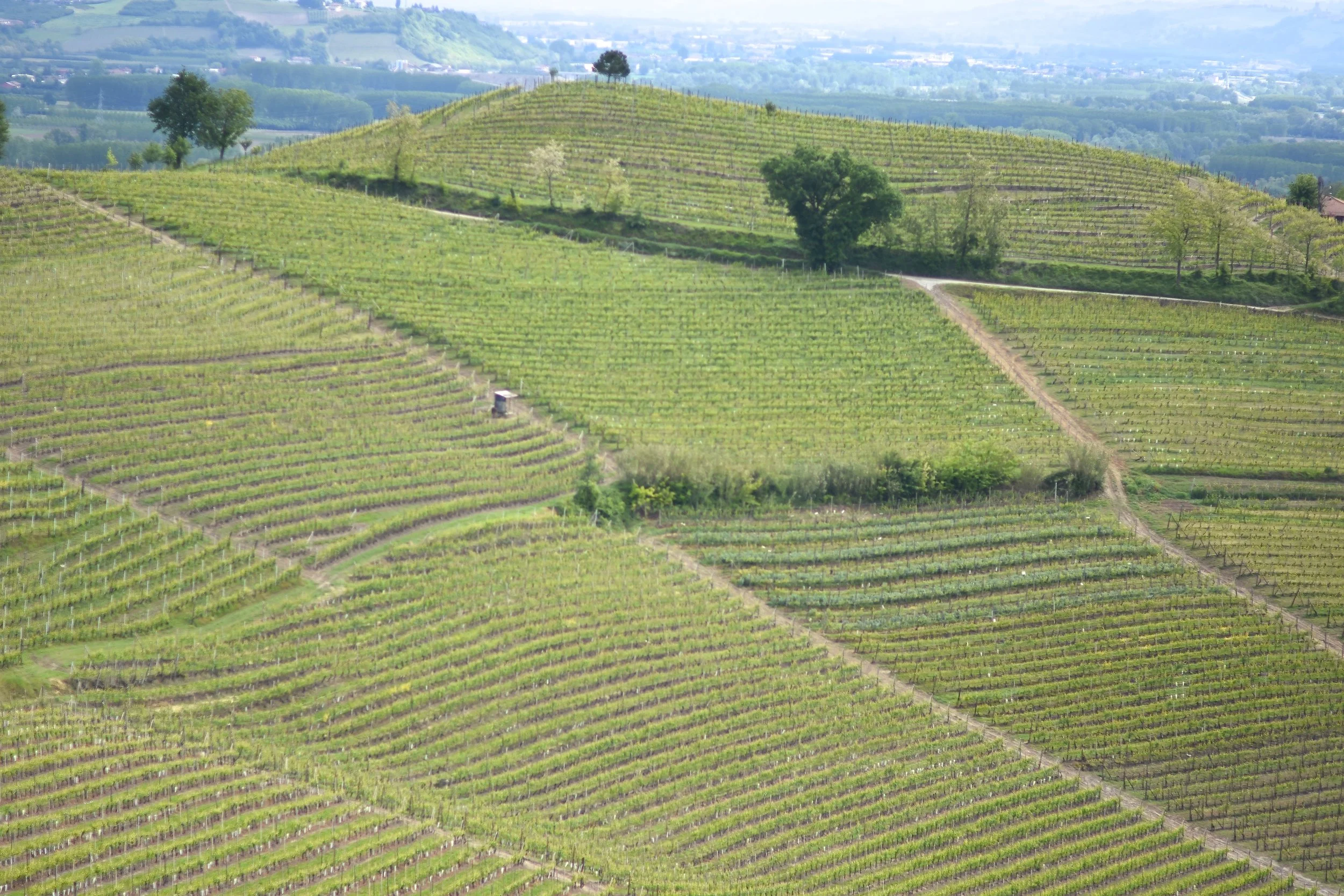  Monvigliero in Barolo region 