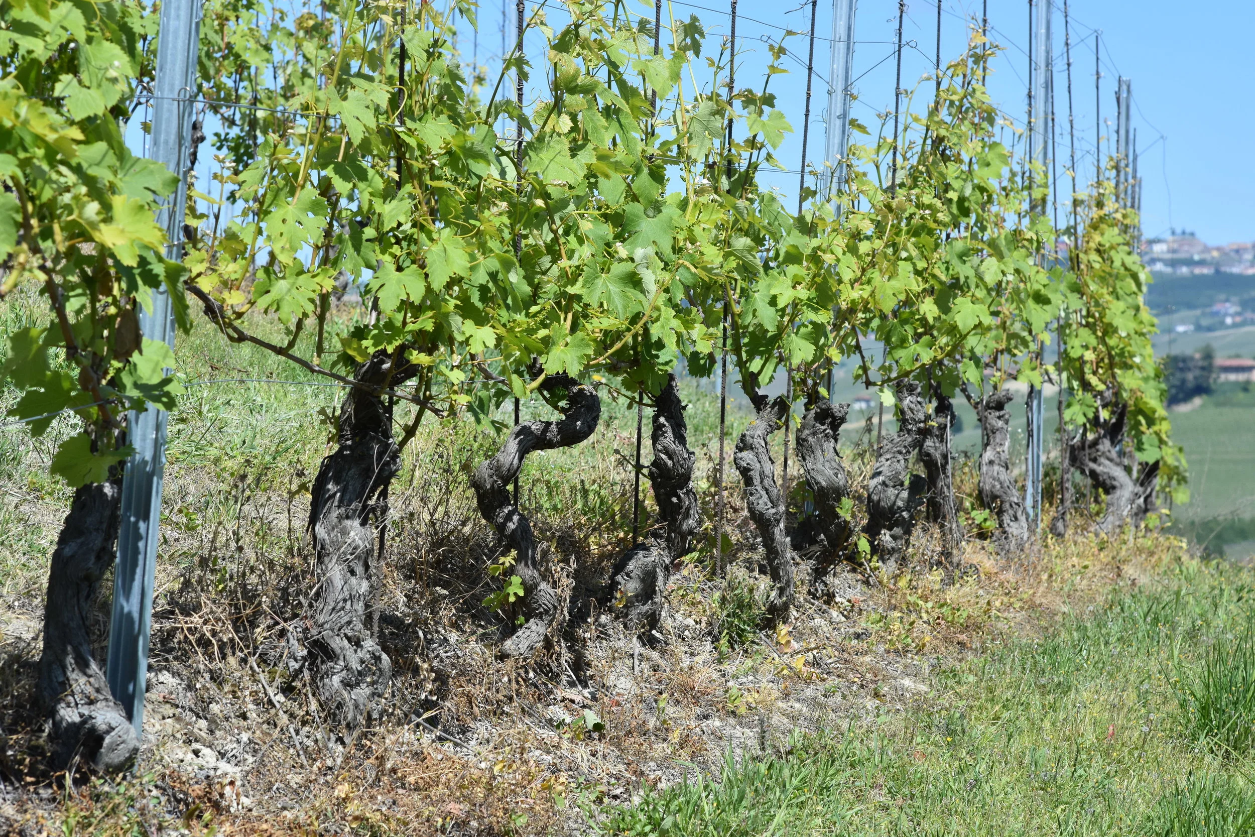  Brunate in Barolo Region 