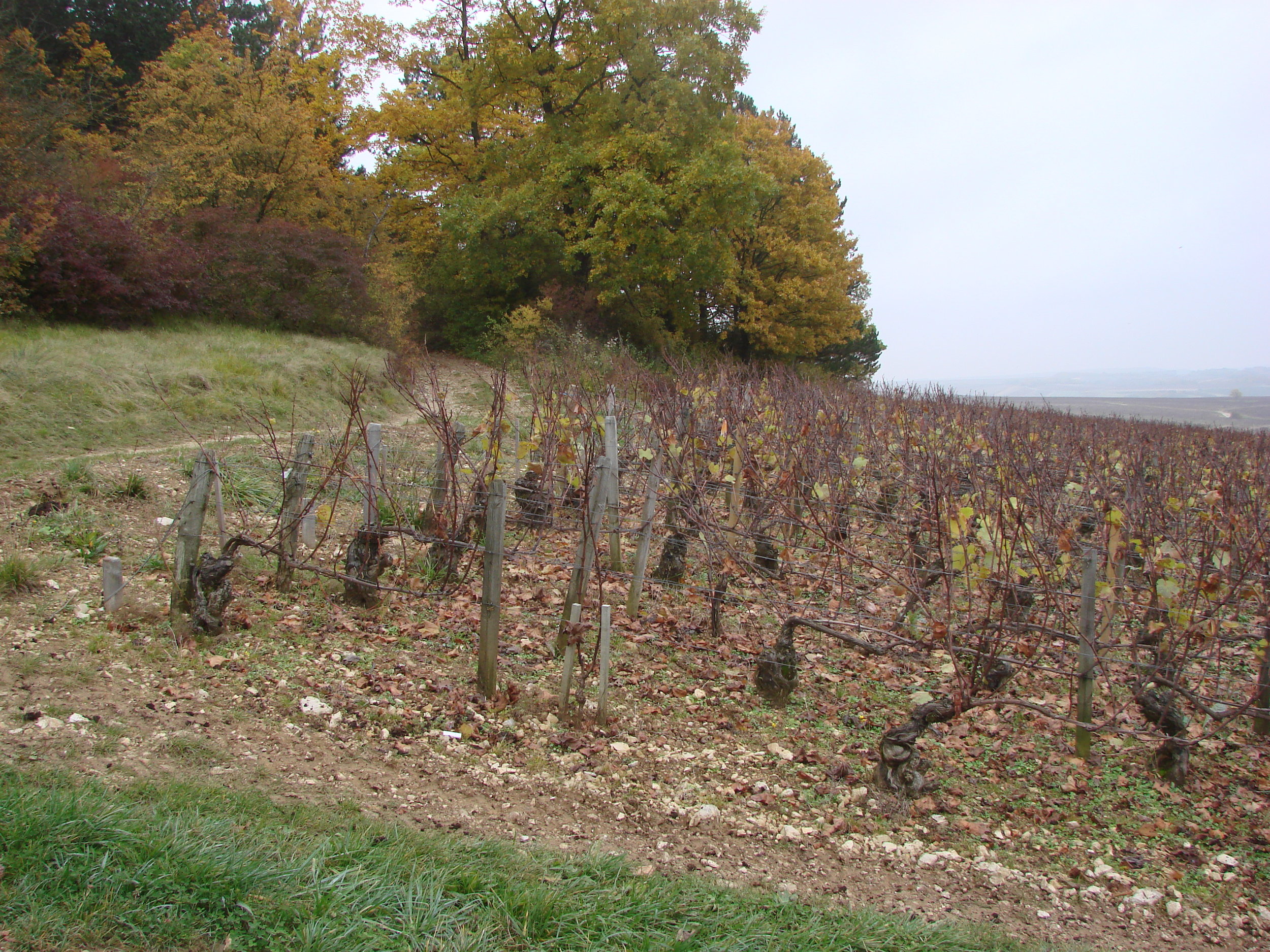  Top of Clos vineyard in Chablis 
