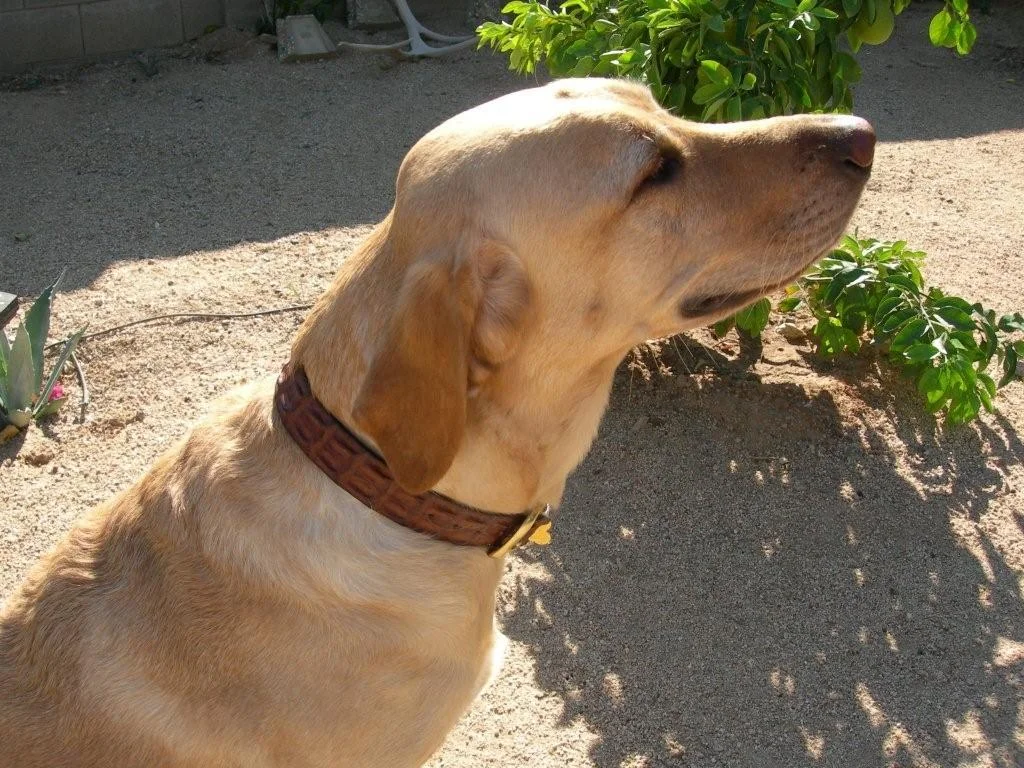 crocodile dog collar