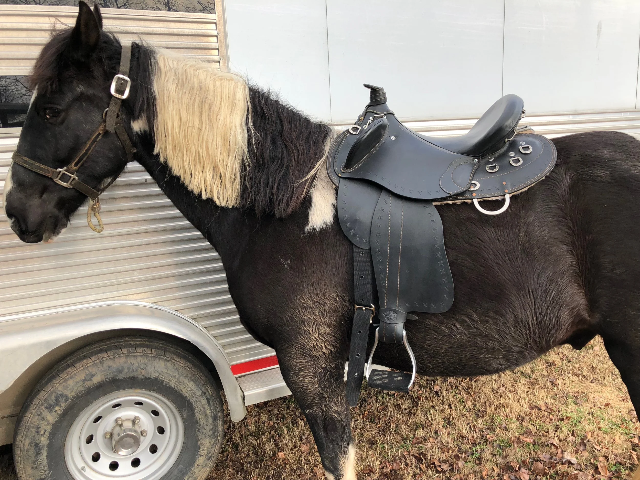 DiAnno the hard-to-fit gaited Spotted Saddle horse in his new Drover saddle
