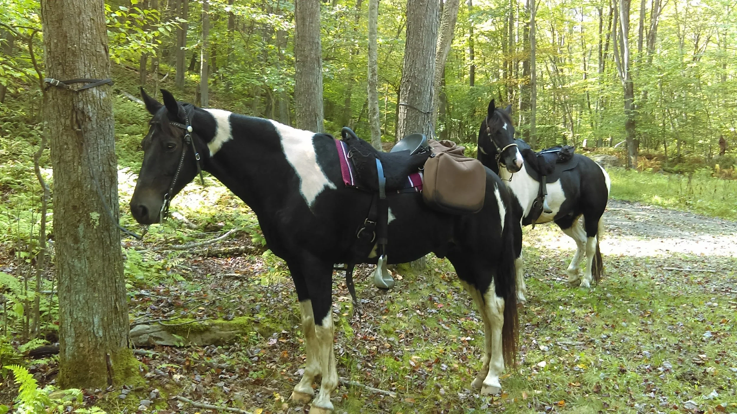On mountain trails with Dillon and Little Joe in their Aussie saddles