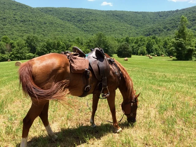Lily the red mare in the beautiful countryside of Georgia modeling her Patrol Poley