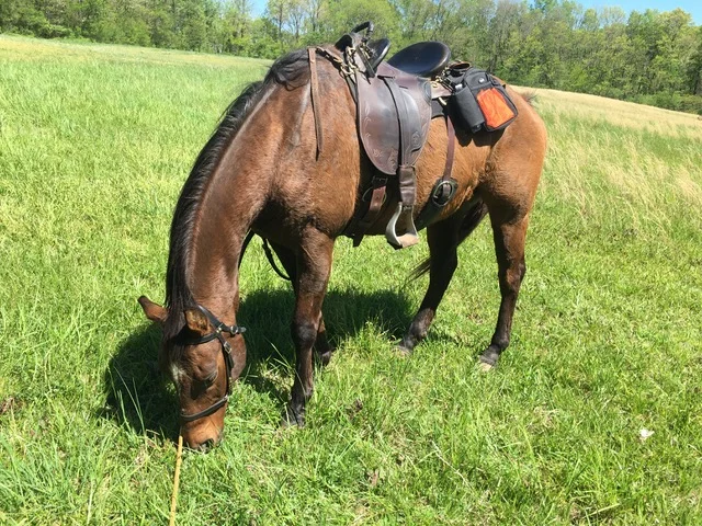 Ruger sporting the Patrol Poley.