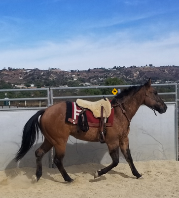 Gunner in a round pen at the Hill Canyon Santa Rosa Park in Camarillo, CA
