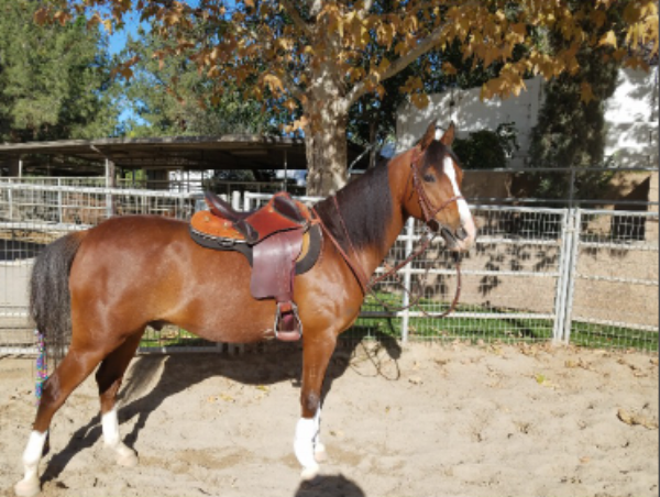 Isabelle Donovan's pure bred Arab horse