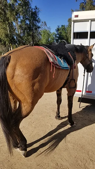 Gunner modeling his handsome quarter horse butt.