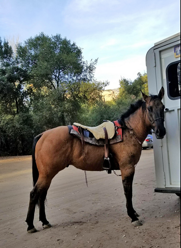 Easy to tack up ....