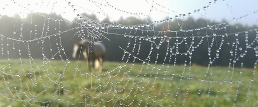 Butters in memory's web