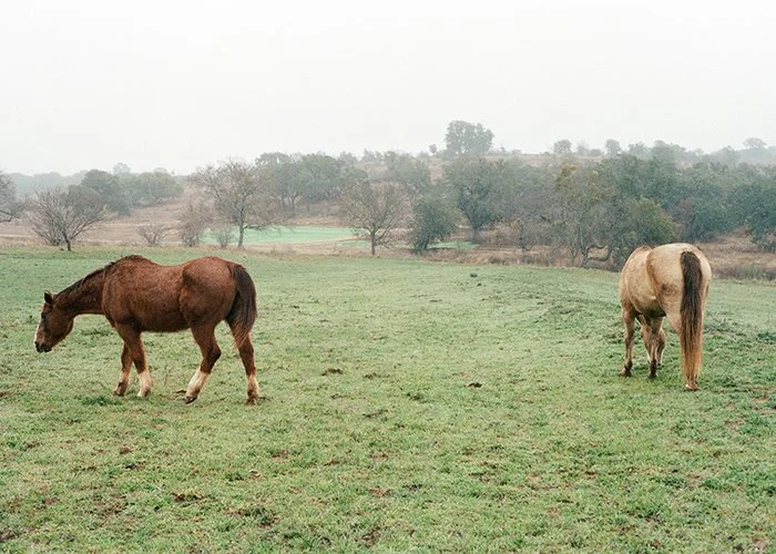 AustinHorses_1M.jpg