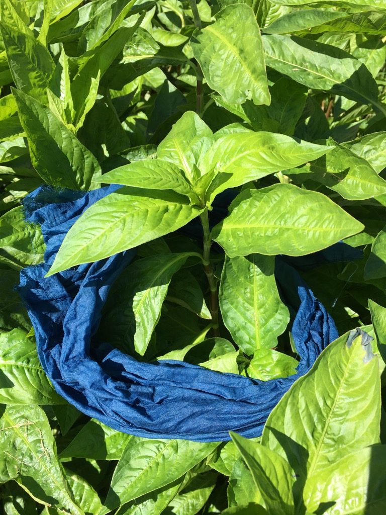 Graham Keegan Persicaria Tinctoria draped in indigo cloth.jpg