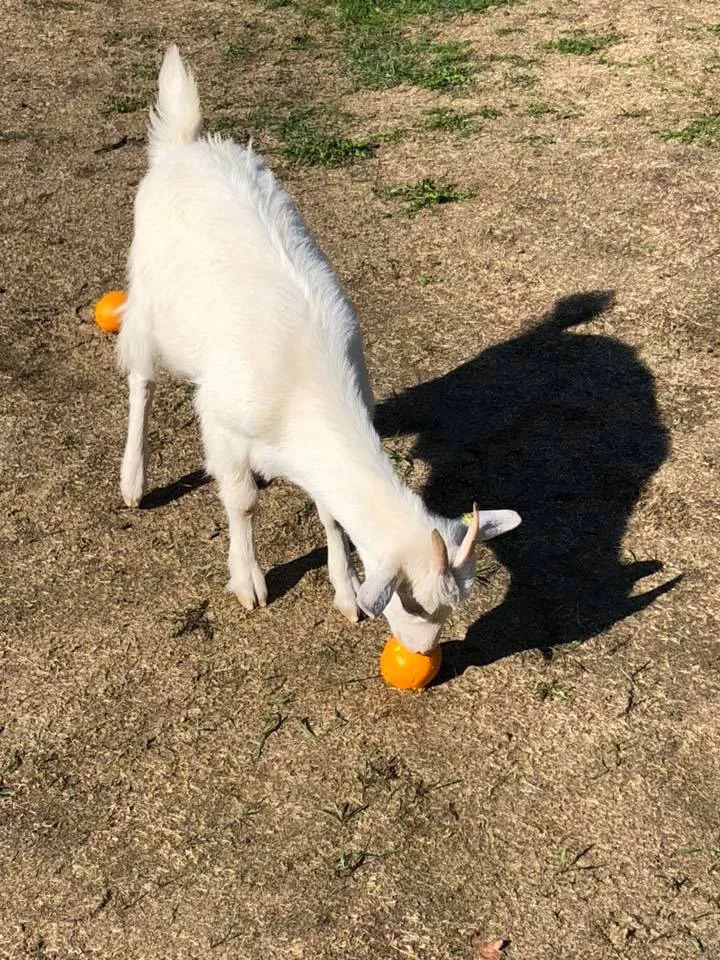 Photo by Kjartan Fønstelien of goat