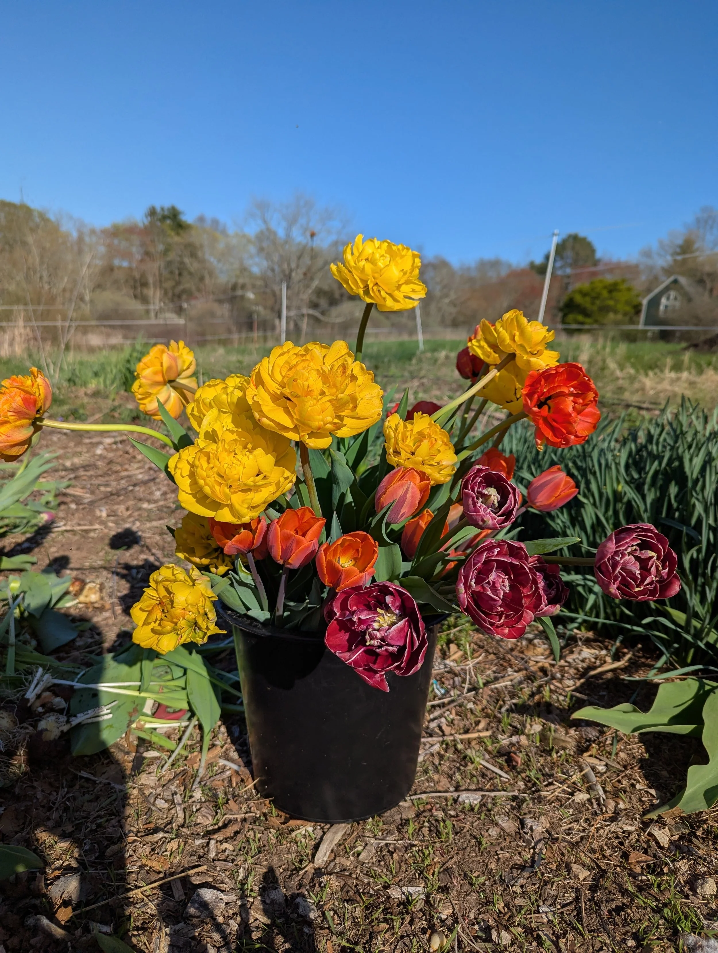 PXL_20250428_205948242 (1).jpg