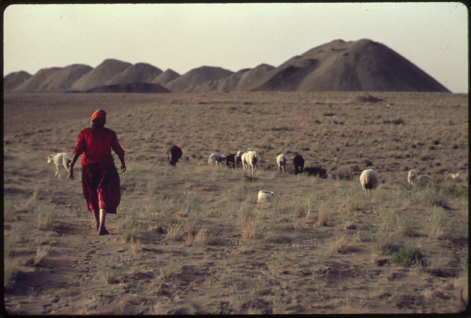 Navajo_Sheepherder_WikimediaCommons.jpg