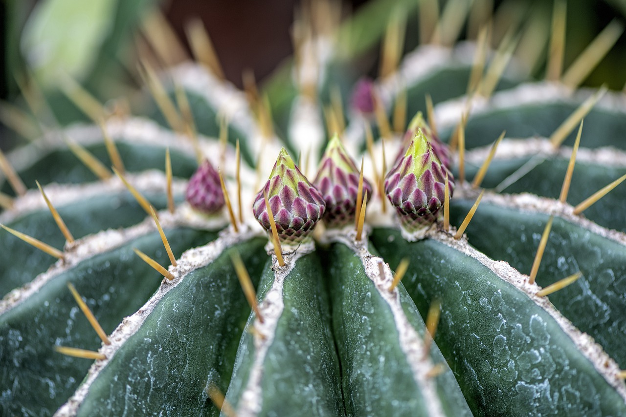 cactus-4276771_1280.jpg