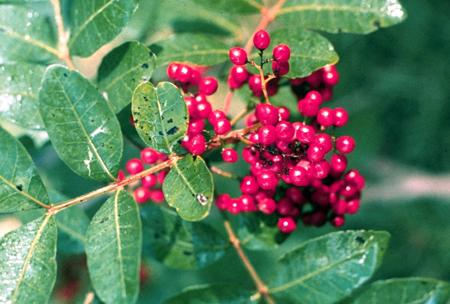Brazilian_Pepper,_NPSPhoto_(9250032516).jpg