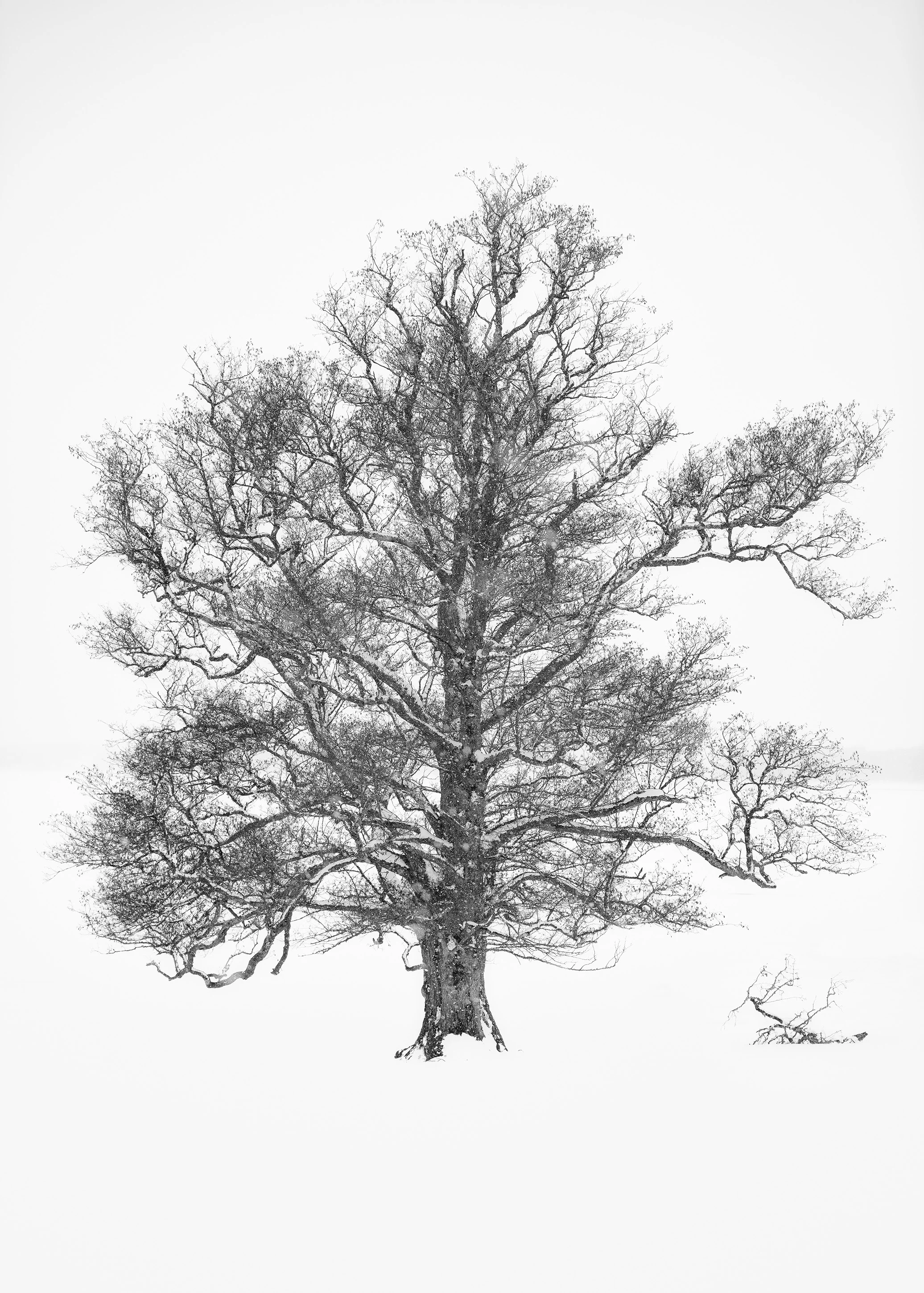Whiteout (Exempelstorlek print 40x30 cm. 3500 SEK inkl. passepartout, ram och glas) 1/10