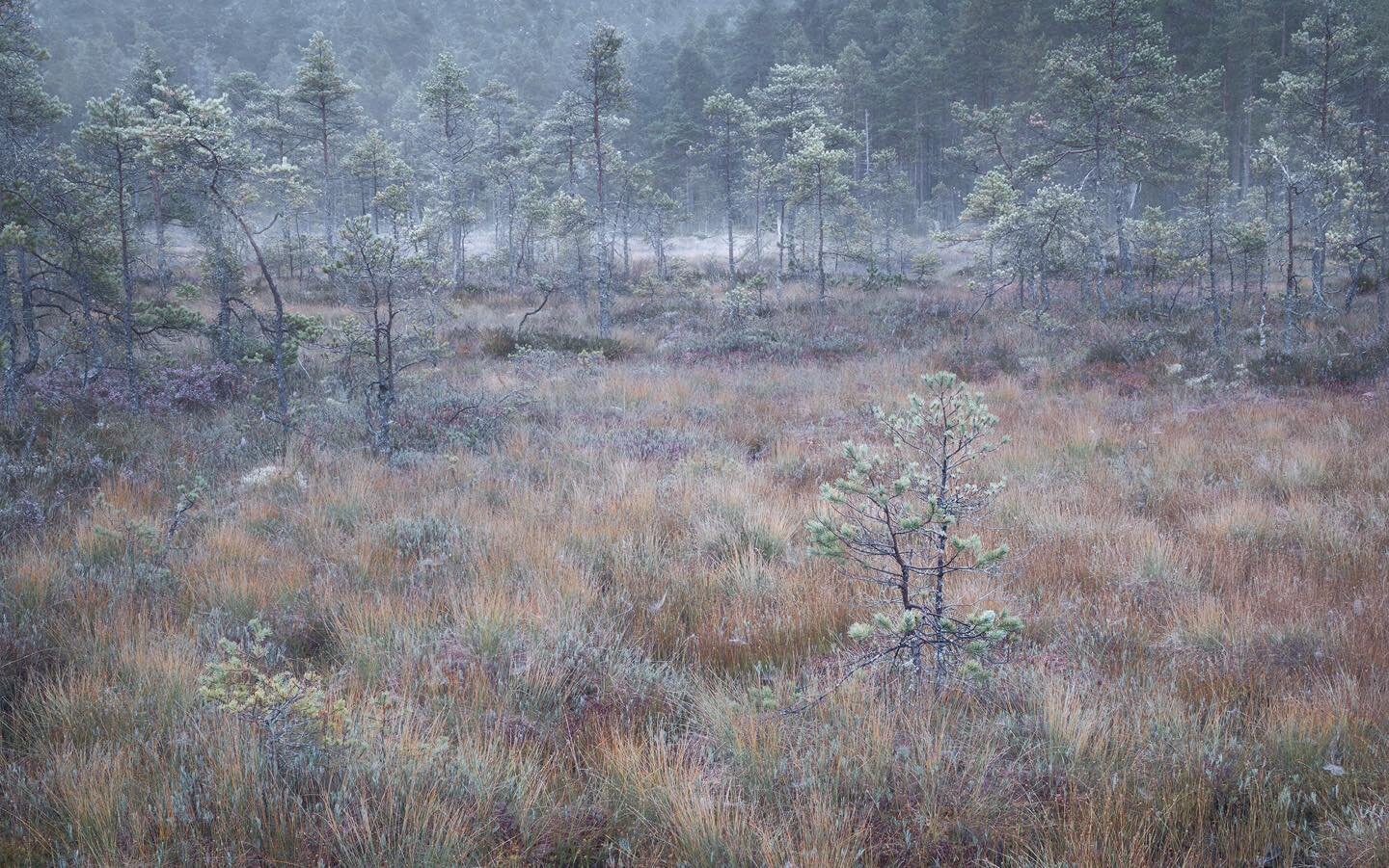 There is hardly a moment when nature doesn&rsquo;t surprise me, gives me joy and peace of mind. On the first morning out on the bog the sun broke out and gave us that early morning glow. The next morning was damp and soft. The colours more intense. I