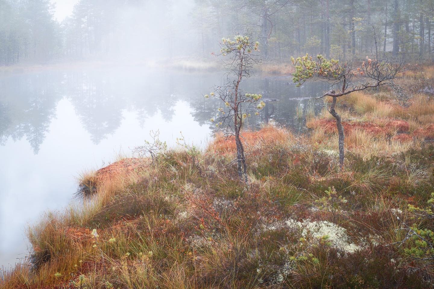 The autumn colors and the sense of calm were everywhere. Damp colors and soft light. For a while I got to experience total stillness and harmony out on the bog early Sunday morning. 
.
&ldquo;It is in that quiet place at our own center that we hear t