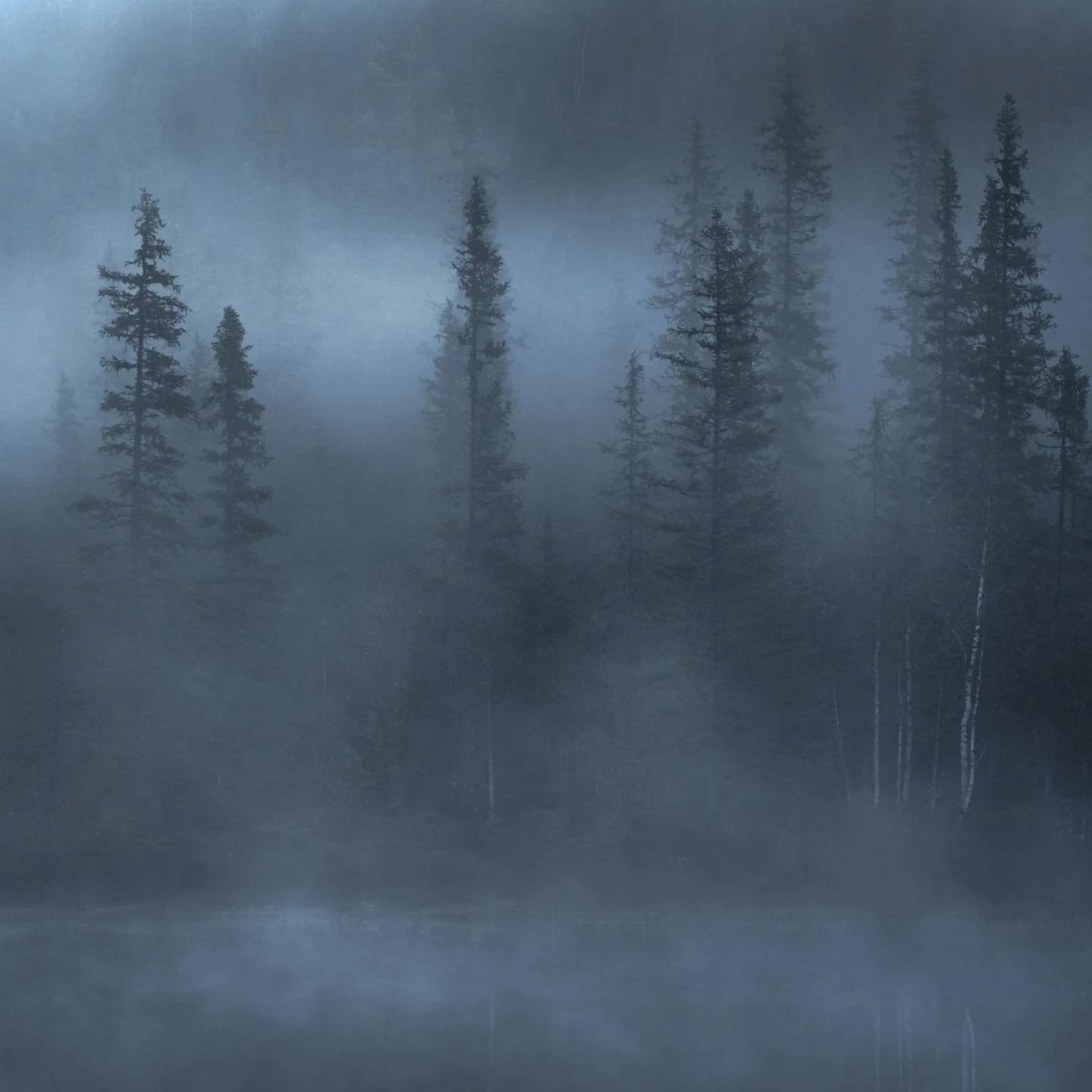 A summer morning to remember among the mighty Picea Siberica, in the heartland of the swedish taiga. 
-
-
#woodland #landscape #ScenicsNature #outdoors #NaturePhotography #elementsphotomag