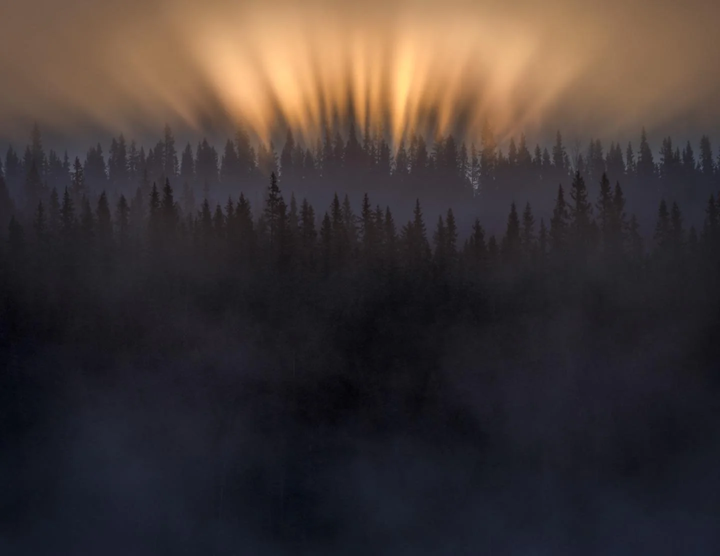 Picea Siberica in a jaw dropping light phenomena. In the heartland of the swedish taiga. 
-
-
#woodland #landscape #ScenicsNature #outdoors #NaturePhotography #elementsphotomag
