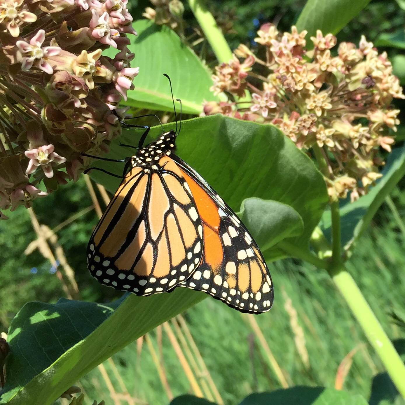  out chasing monarchs 