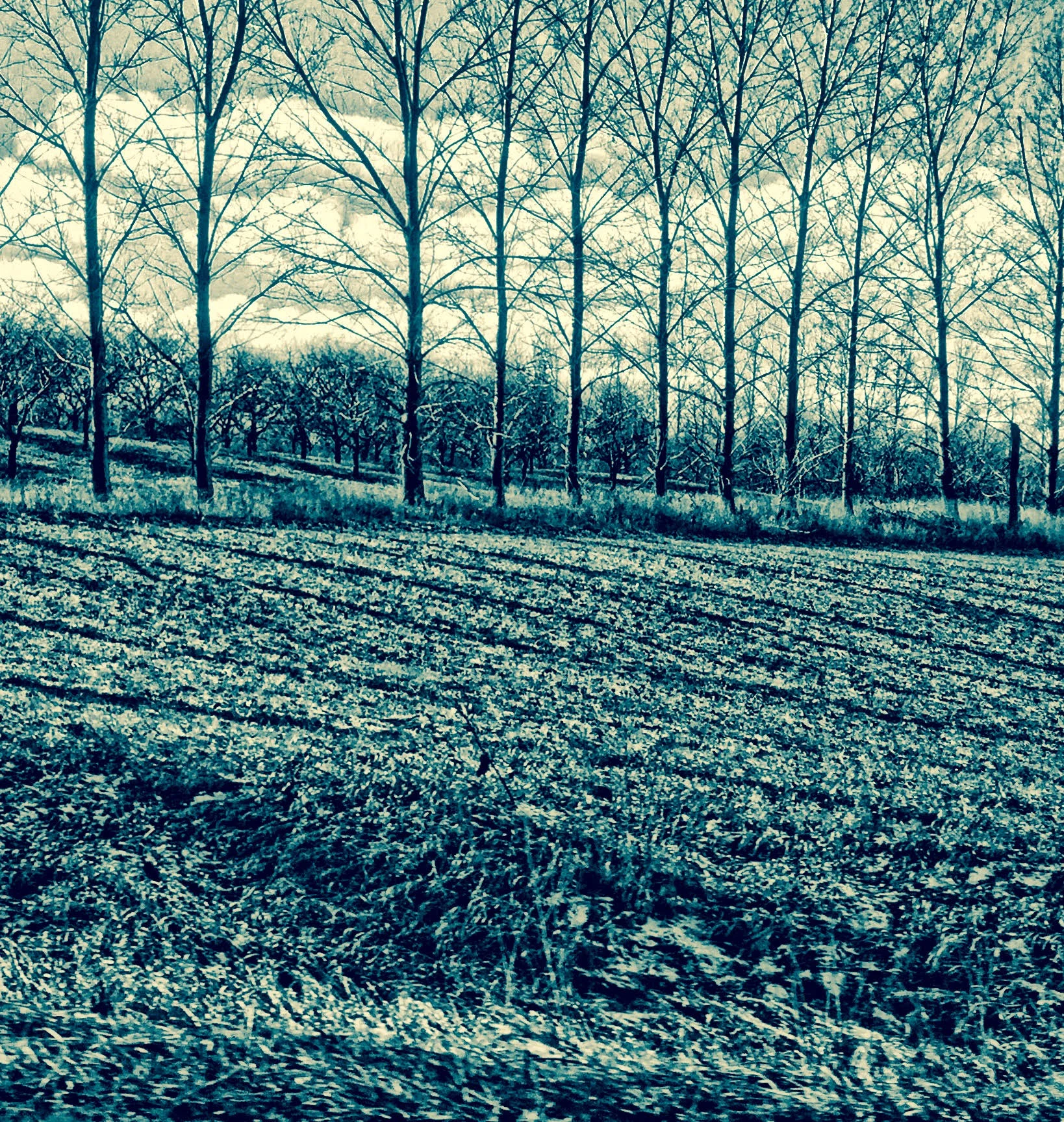 cottonwoods .. traverse city