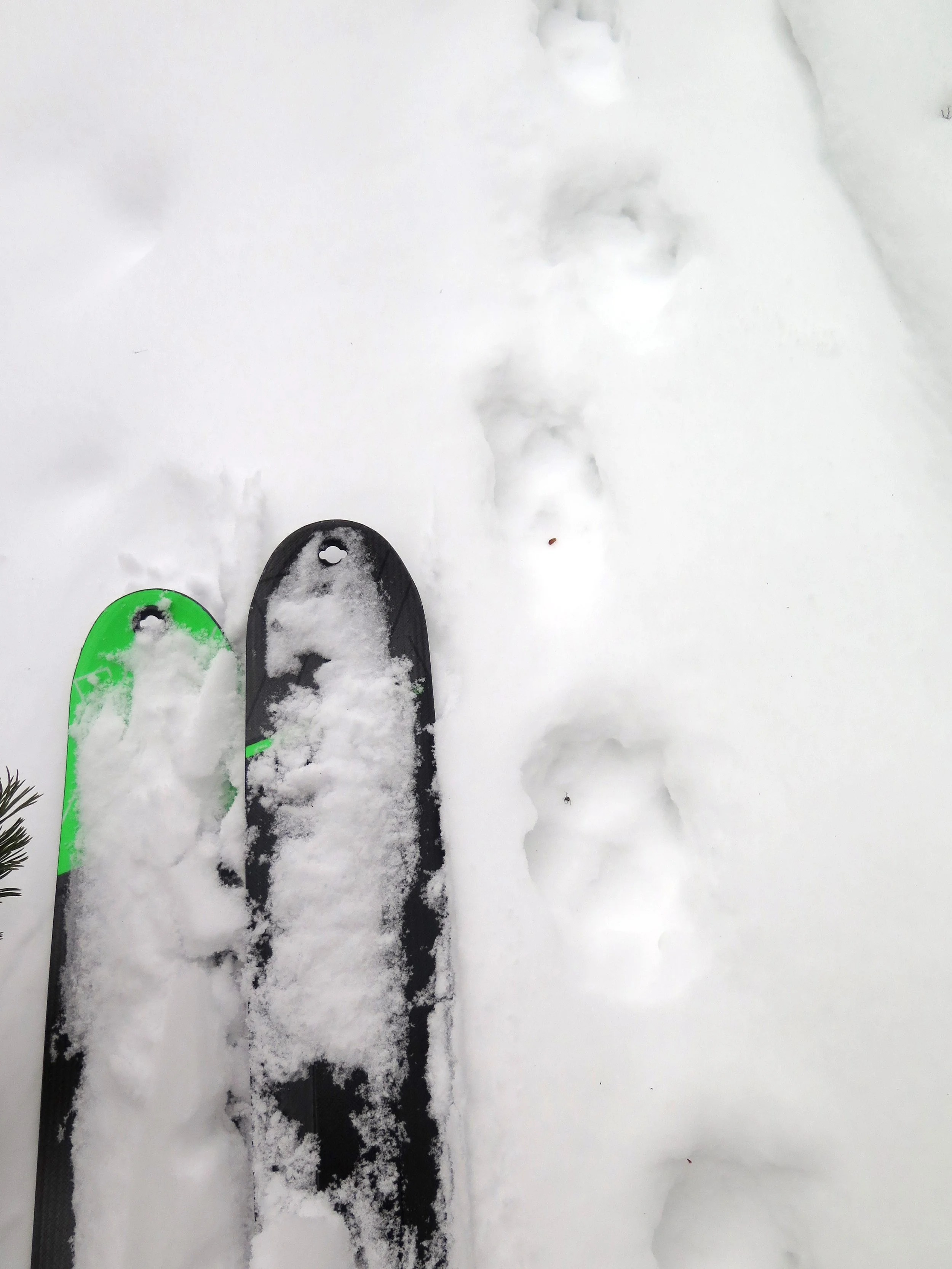 Backcountry Ski Yellowstone
