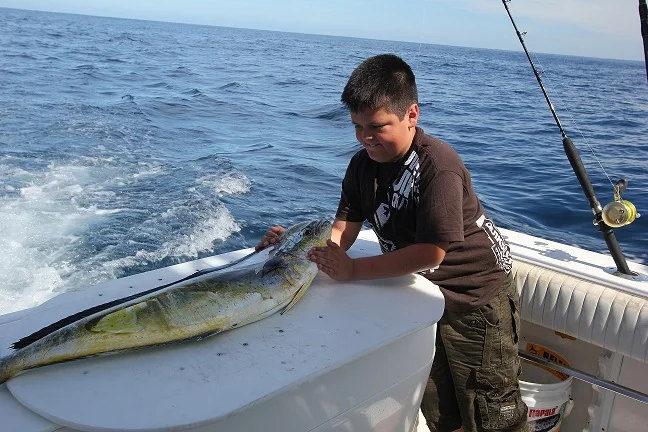 Mahi Mahi in the wild