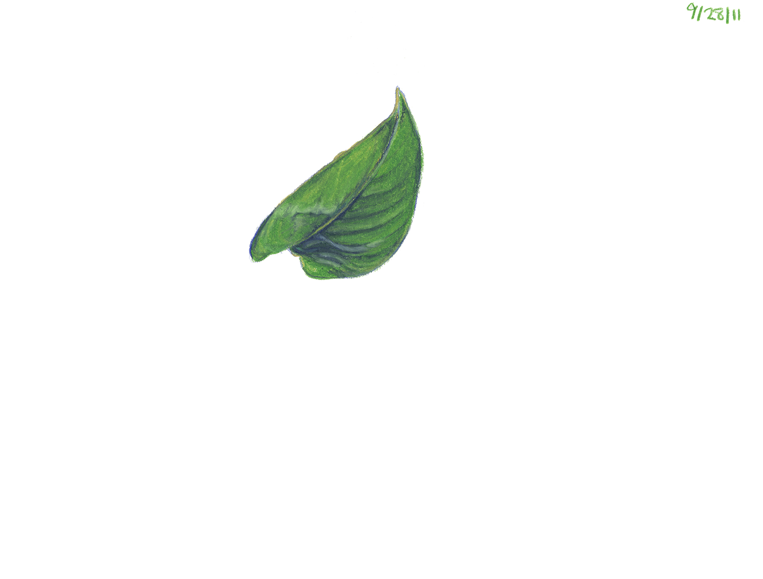 Pothos series 7.png