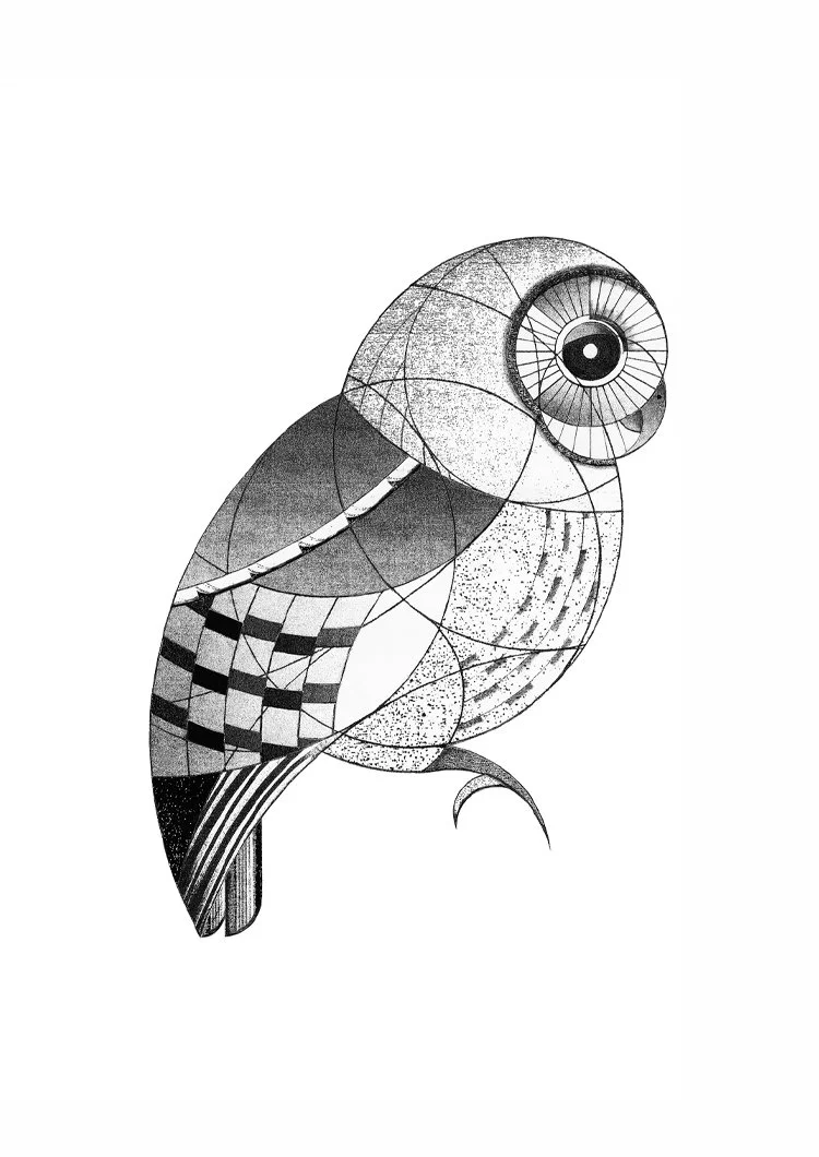 Tawny Owl (2015)