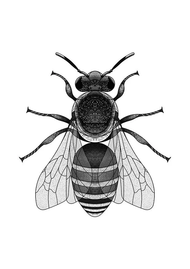 Sea Aster Bee (2025)