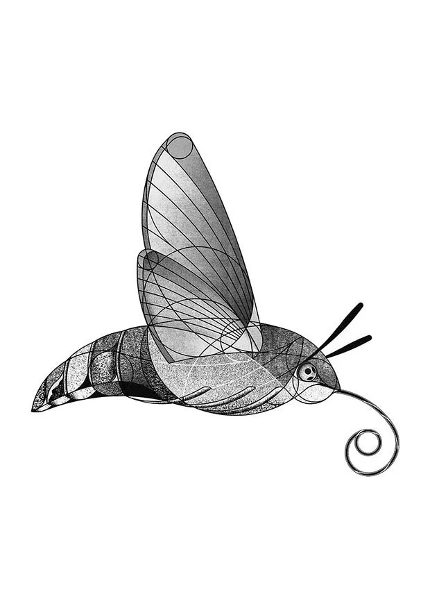 Hummingbird Hawk-moth (2025)