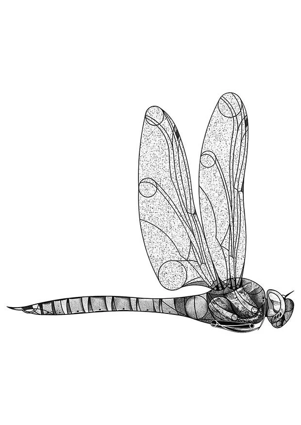 Norfolk Hawker Dragonfly (2025)