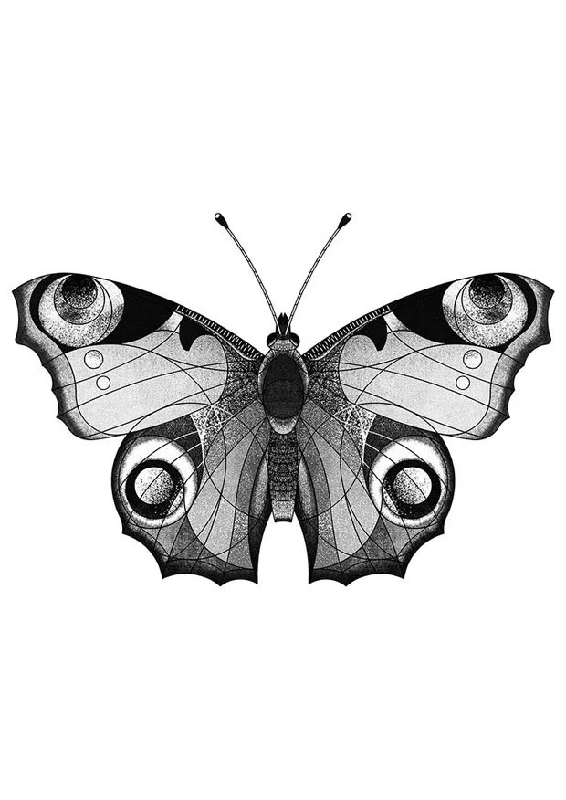 Peacock Butterfly (2025)