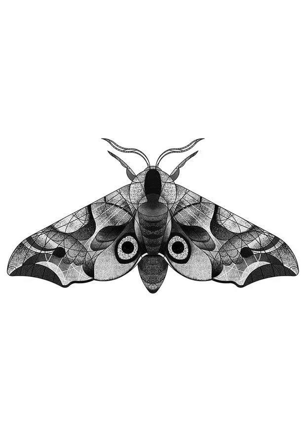 Eyed Hawk-moth (2025)