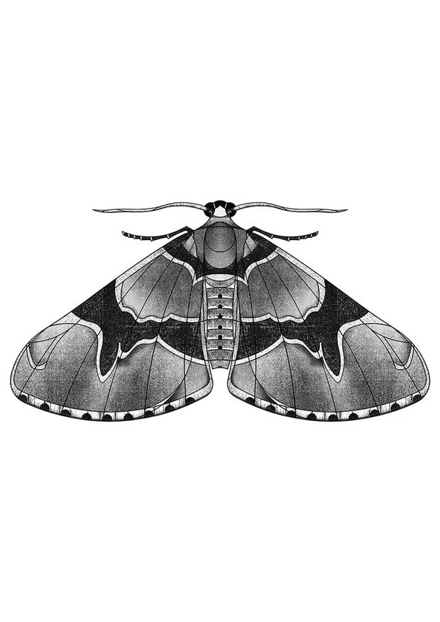 Marsh Carpet Moth (2025)
