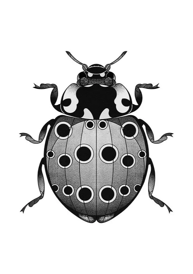 Eyed Ladybird (2025)