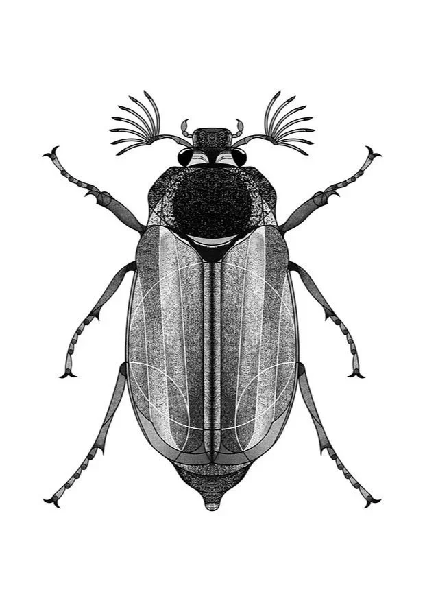 Cockchafer (2025)
