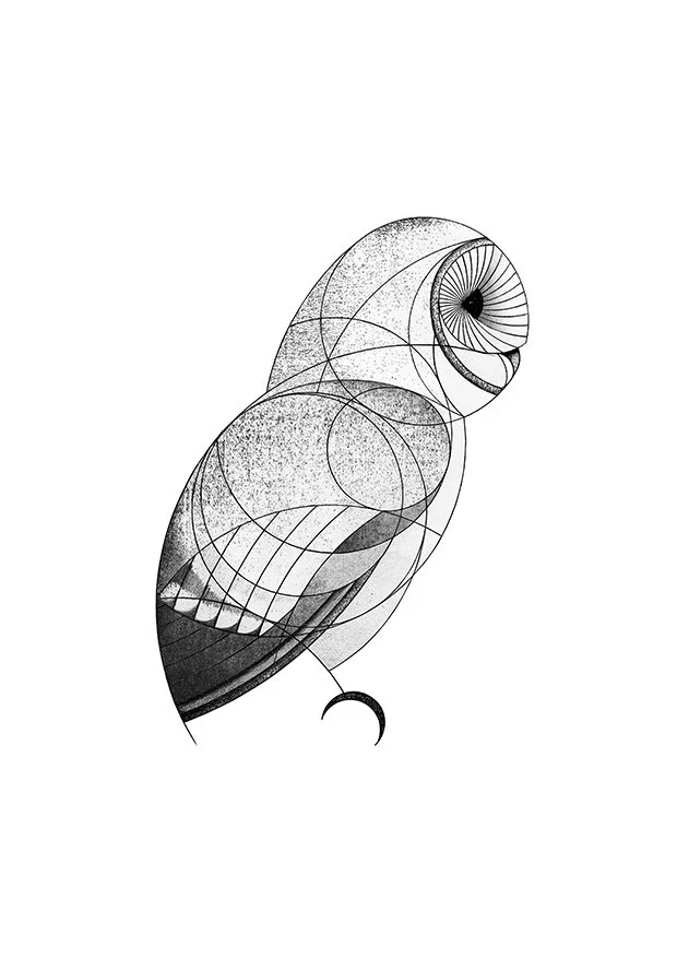 Barnowl2026_webby.jpg