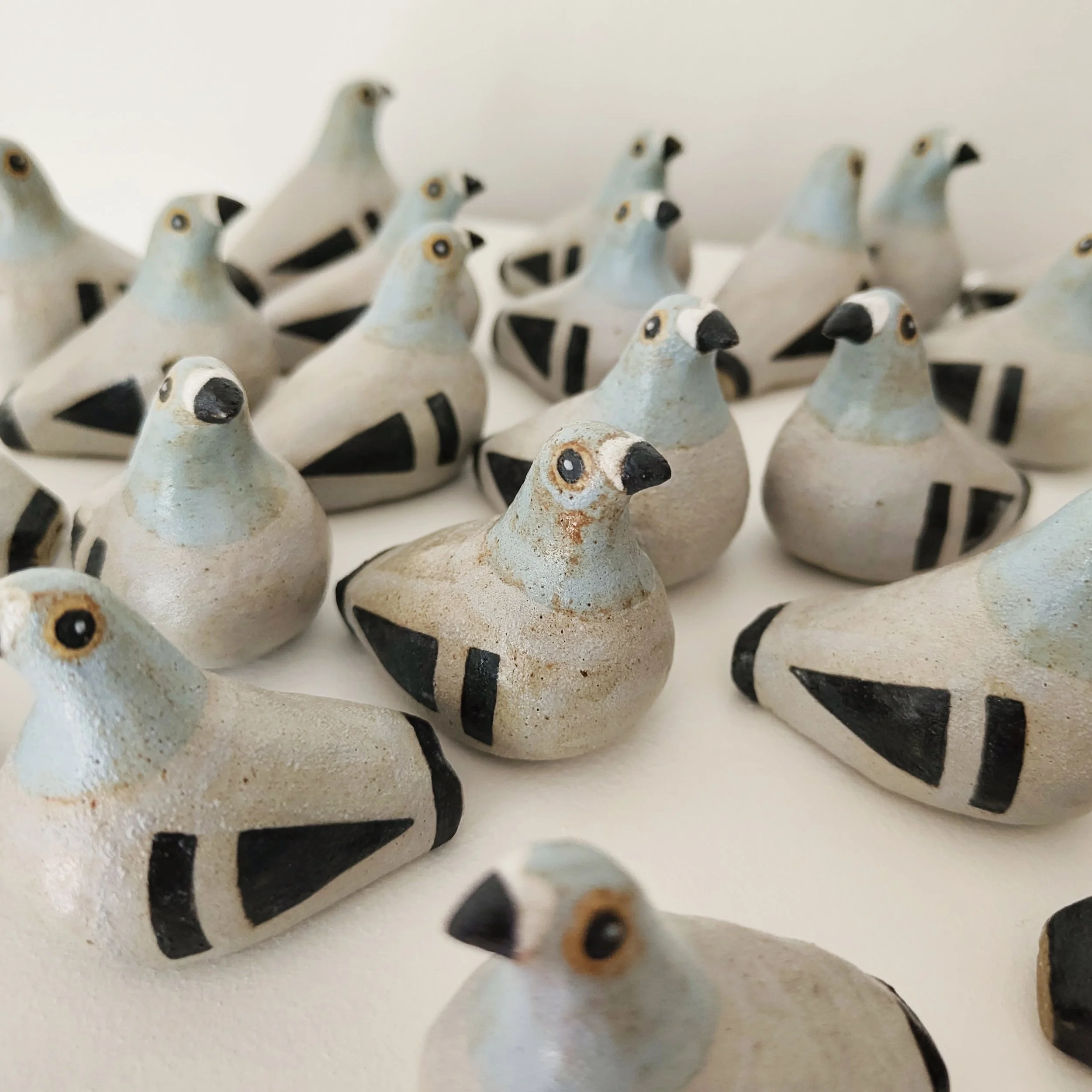 Rock Dove Webby 2.jpg