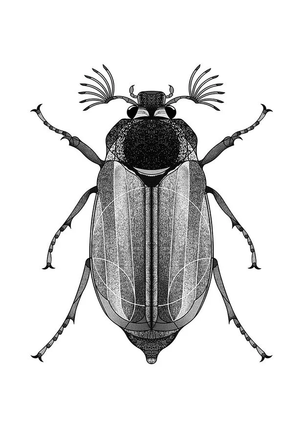 cockchafer_sm.jpg