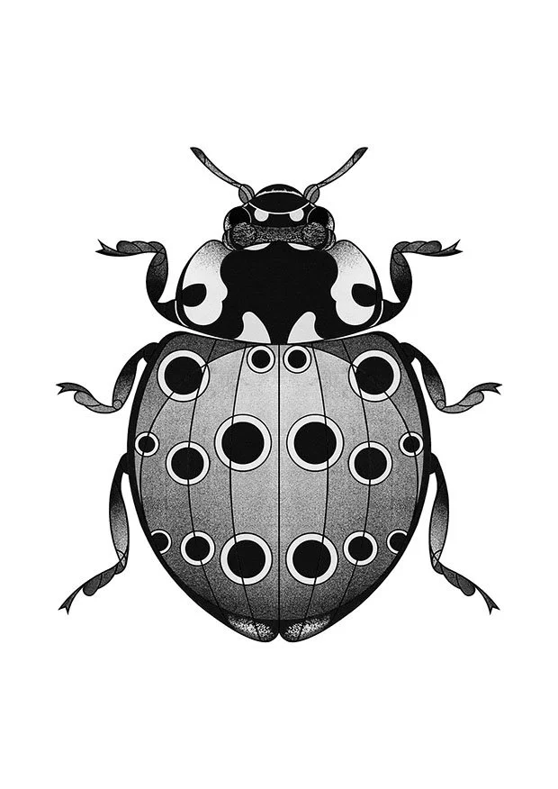 eyedladybird_sm.jpg