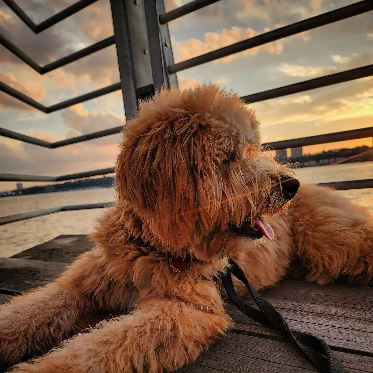 Henry truly enjoys a sunset. He's in the moment, taking it all in. #aboutlastnight