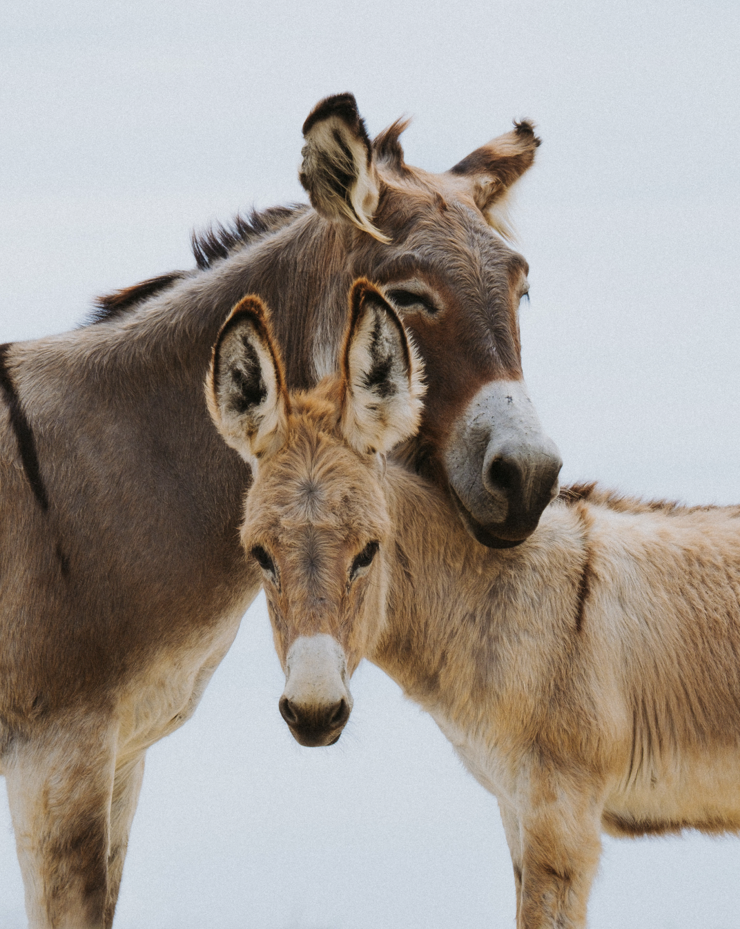 Furry Donkeys