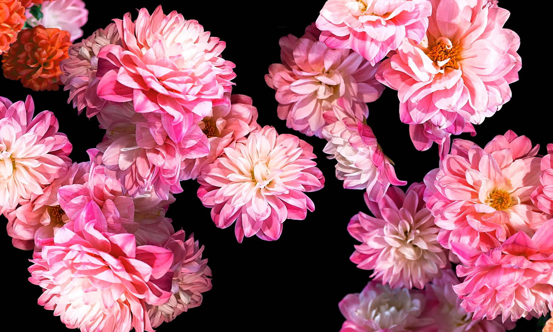 Dahlias