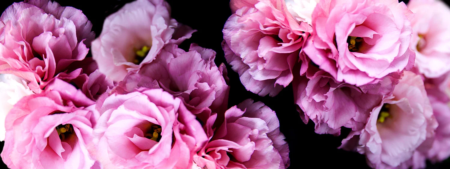 Floribunda Roses